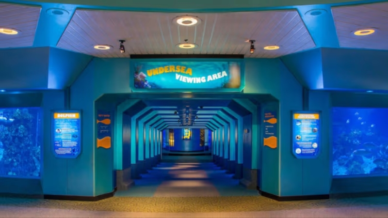 Disney removerá os golfinhos da atração The Seas With Nemo