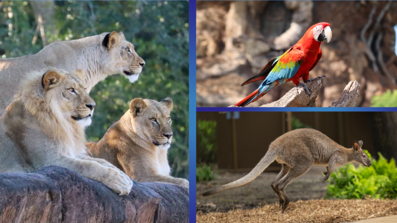 Quais animais ver no Animal Kingdom e como não perder nenhum